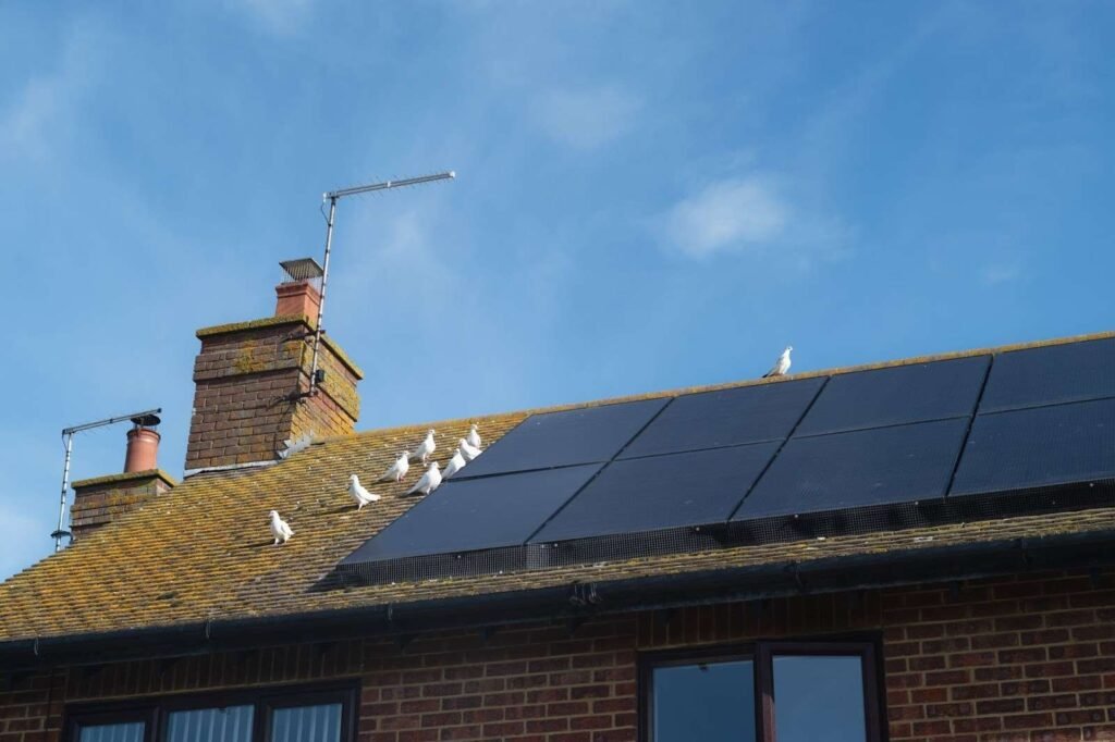 Solar Critter Guard Installation